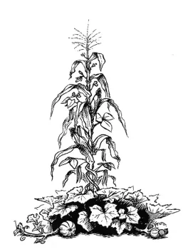 Three sisters garden concept, originated by Native Americans, grows corn, beans and squash together for their mutual benefit. (Image: Wikimedia Commons)