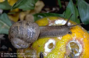 Snail with shell. UC ANR