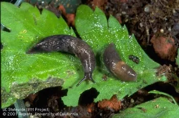 Gray garden slugs. Jack Kelly Clark, UC IPM Program