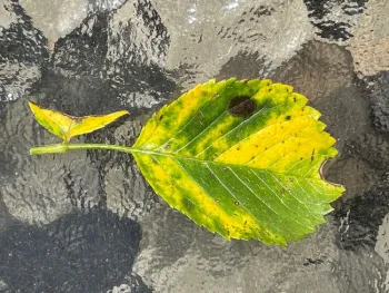 Photo 2 – Black Spot