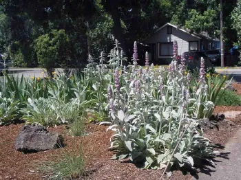 Lamb's ear in bloom. Laura Lukes