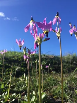 En la primavera del 2015, el área que se quemó durante el incendio Springs del 2013 había de nuevo florecido. La cryptantha de aguas claras que se muestra aquí, o Cryptantha intermedia, es una planta nativa que florece en todo California. Abunda especialmente en la costa sur. Fotografia por Justin Valliere, UC Davis