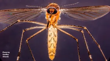 A female Culex tarsalis. (Photo by Geoffrey Attardo)
