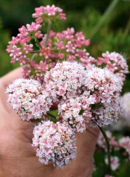 CA buckwheat - AA