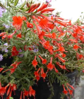 CaFuchsia-AA
