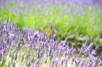 Orange butterfly resting on a plant in a field of lavender flowers.