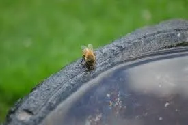 Provide a water source in the garden to attract birds and other pollinators. (Photo: PxHere)