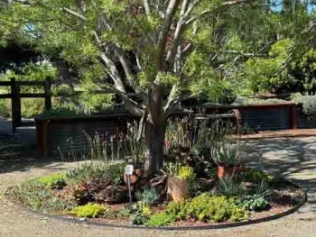 Desert willow provides some shade to the succulents beneath it in the Master Gardener Demonstartion Garden in May. Laura Kling