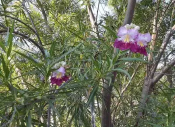 Desert willow - C. Linearis has long, slender leaves and beautiful blossoms. Laura Lukes