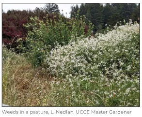 Weeds in a pasture.