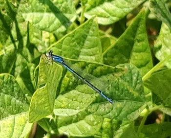 damsel