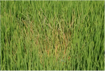 Picture2