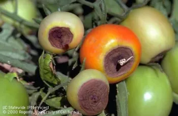 Advanced stage of blossom end rot. Jack Kelly Clark, UC IPM