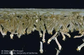 Mosquito larvae, like these Culex tarsalis encephalitis mosquitoes, must come to the surface to breathe air through abdominal siphons. Photo by Jack Kelly Clark, UC IPM.