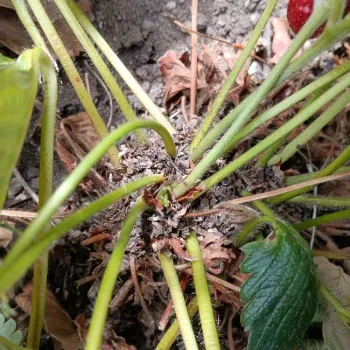 A crown of a strawberry plant with dirt and debris from ants.