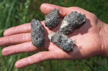 Owl pellets. C. Ingels. UC ANR
