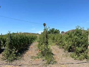 IMG 0046