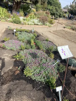 Knot Garden at GOS