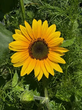 Sunflower.