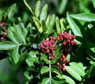 Brazilian peppertree. Stephen D. Hight, USDA, Agricultural Research Service