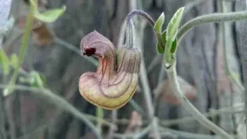 Pipevine, California Dutchman's Pipe. Jeanette Alosi