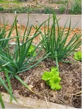 Photo of interplanting of shallots and lettuce