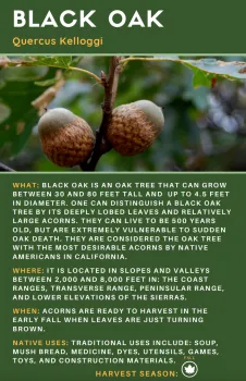 Image of Black Oak acorns with description and harvesting guidelines