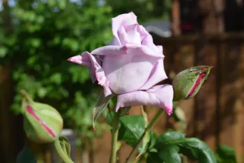 June Blossum