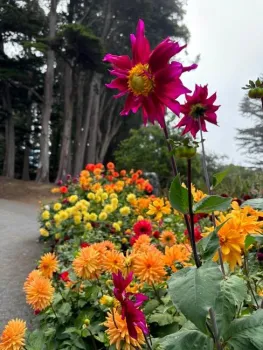 Photo of a dahlia.