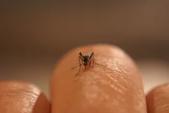.Aedes aegypti mosquitos, originally from Africa, are a nuisance in Fresno County. (Photo: Jodi Holeman, Consolidated Mosquito Abatement District.)