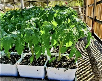 Photo of tomato plants in pots.