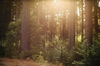 Oak Woodland
