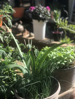 Chives and Basil