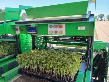 Tomato Transplanting