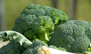 Broccoli florets