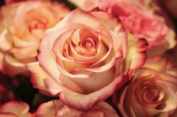 Beautiful Peach colored rose 