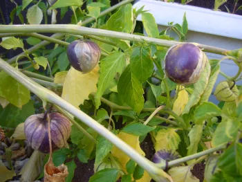 Tomatillo photo Abrahami