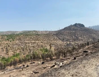 Young tree plantation partially burned by wildfire.
