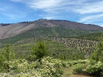 Yougn tree plantation unaffected by wildfire.