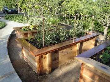 Raised beds in the morning light