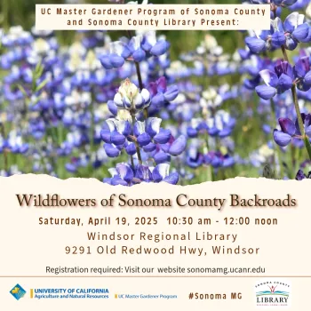 Wildflowers of Sonoma County Backroads