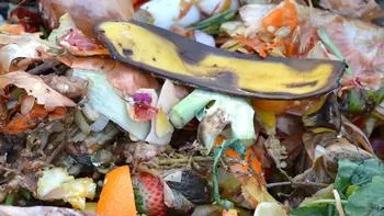 banana peel