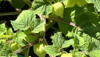 groundcherry