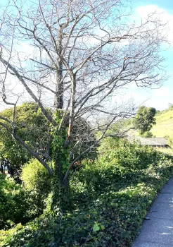 ivy on tree