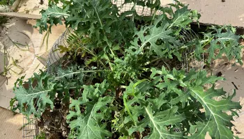 Kale
