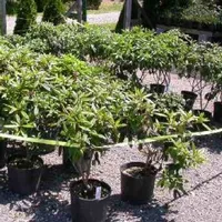 plants
