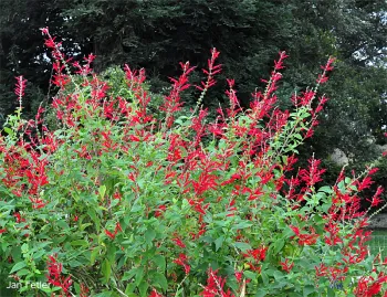 Pineapple sage