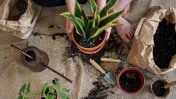 potting