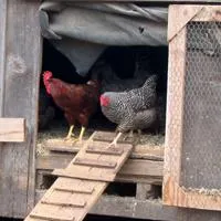 chickens