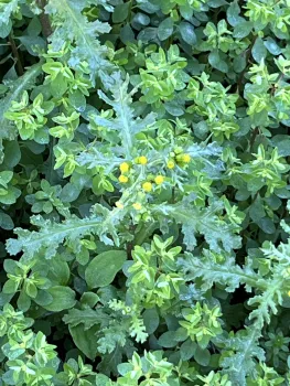 A typical patch of Chico weeds, with groundsel in the center. J.C. Lawrence